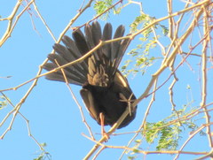 Bubalornis niger niger