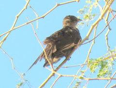 Bubalornis niger niger