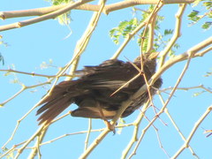 Bubalornis niger niger