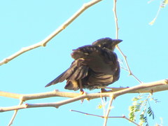 Bubalornis niger niger