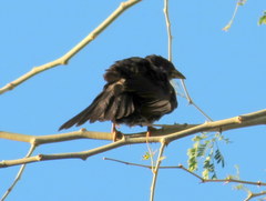 Bubalornis niger niger