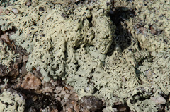 Arctoparmelia