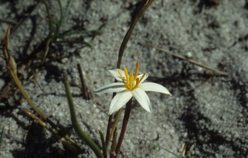 Image of Pauridia alba by (c) Tom Lloyd Evans, some rights reserved (CC BY-SA)