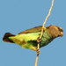 Southern Meyer's Parrot - Photo (c) Gigi Laidler, some rights reserved (CC BY-NC), uploaded by Gigi Laidler