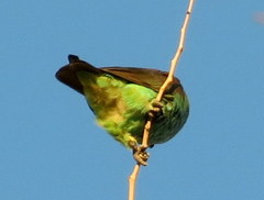 Poicephalus meyeri transvaalensis