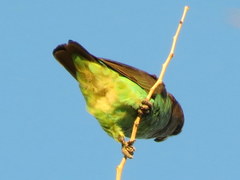 Poicephalus meyeri transvaalensis