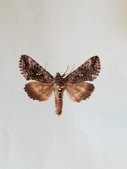 Syngrapha interrogationis