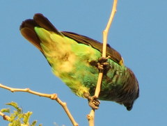 Poicephalus meyeri transvaalensis