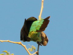 Poicephalus meyeri transvaalensis