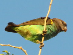 Poicephalus meyeri transvaalensis