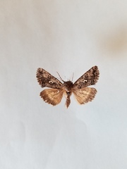 Syngrapha alias