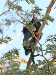 Phoeniculus purpureus angolensis