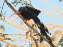 Phoeniculus purpureus angolensis