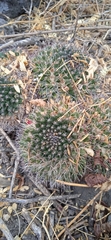 Mammillaria karwinskiana karwinskiana