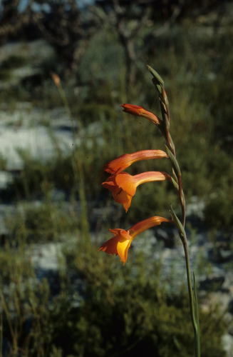 Image of Gladiolus merianellus by (c) Tom Lloyd Evans, some rights reserved (CC BY-SA)