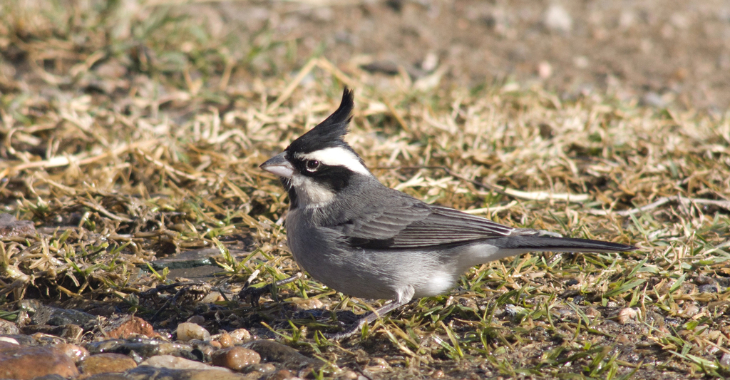 Black-crested Finch photo