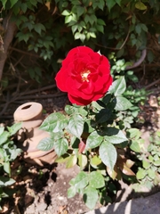 Rosa