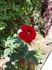 Rosa