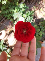 Rosa