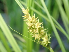Carex arcta