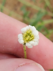 Felicia anthemidodes