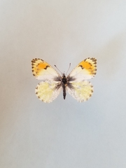 Anthocharis julia alaskensis