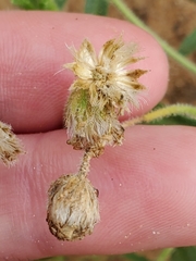 Felicia anthemidodes