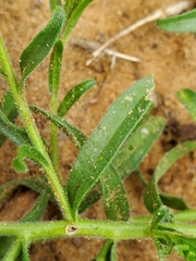 Felicia anthemidodes