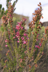 Erica elimensis