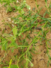 Felicia anthemidodes