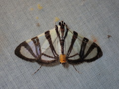 Conchylodes nolckenialis
