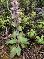 Ajuga orientalis