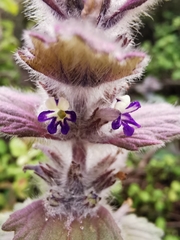 Ajuga orientalis