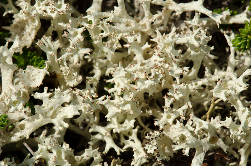Cladonia boryi image