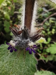 Ajuga orientalis