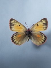 Colias hecla