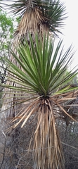 Yucca periculosa