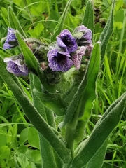 Cynoglossum creticum