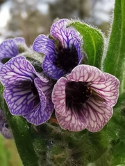 Cynoglossum creticum