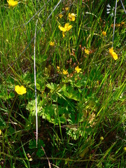 Ranunculus macrophyllus