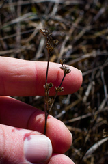 Juncus brachycephalus