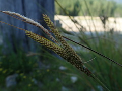 Carex kelloggii