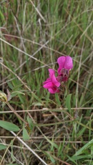 Lathyrus vestitus alefeldii