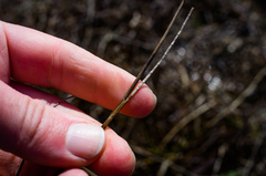 Juncus brachycephalus
