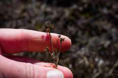 Juncus brachycephalus