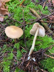 Entoloma hirtipes