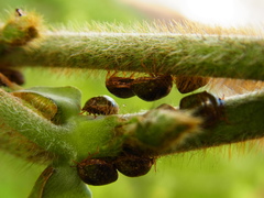 Megacopta punctatissima