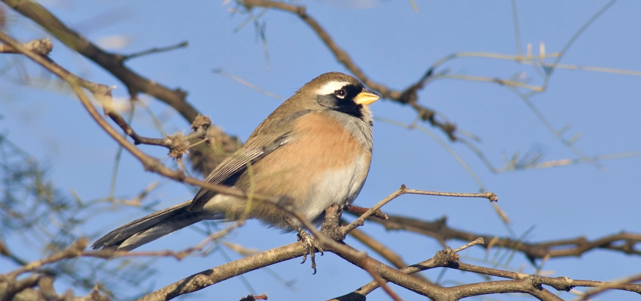 Chaco Finch and Black throated Saltator Genus Saltatricula