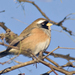 Many-colored Chaco Finch - Photo (c) Nicolas Olejnik, some rights reserved (CC BY-NC), uploaded by Nicolas Olejnik