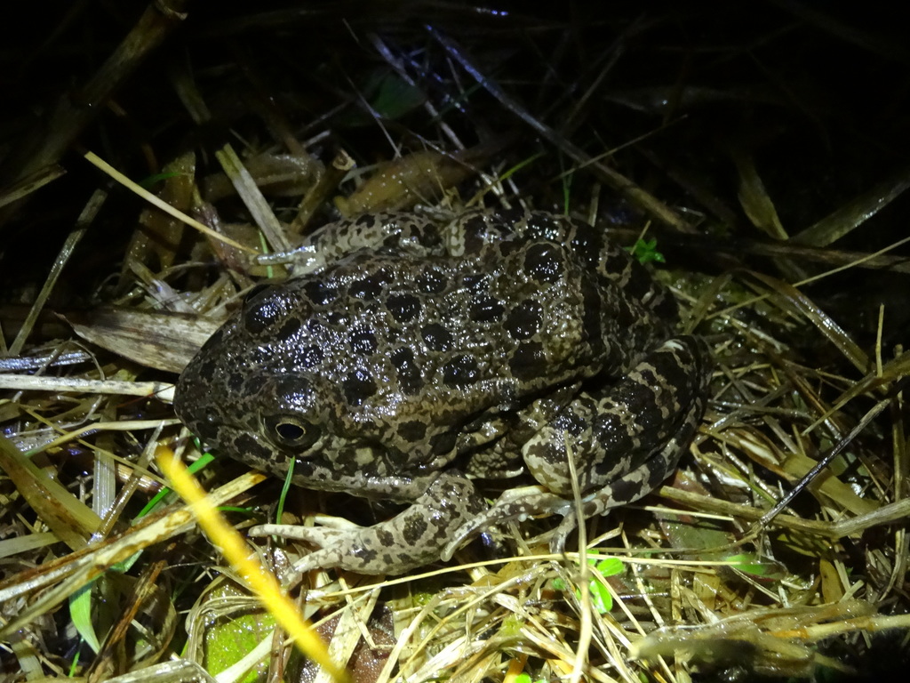 Crawfish Frog in February 2018 by Claire Ciafré · iNaturalist